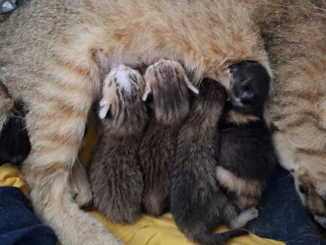 ลูกแมวพันธุ์ผสม