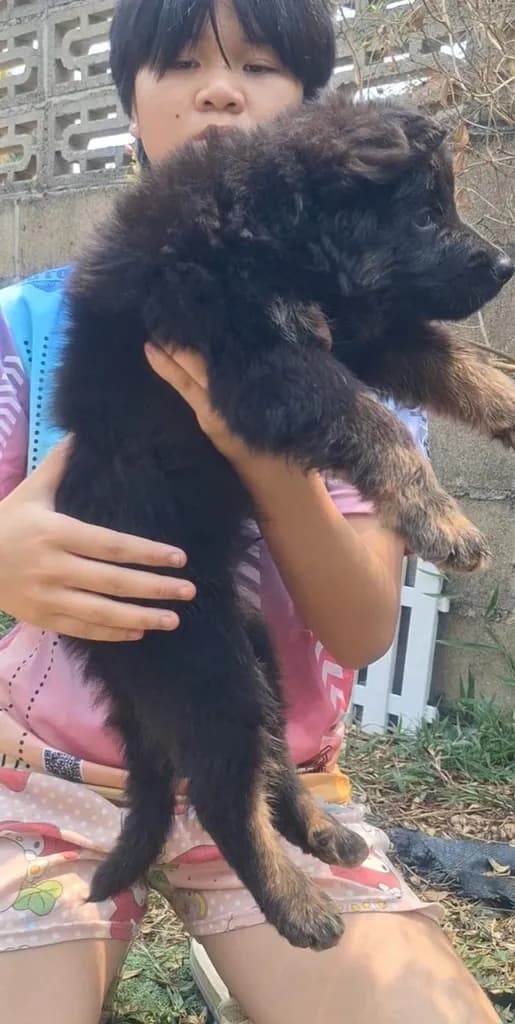 ลูกสุนัขเยอรมันเชพเพิร์ด ตัวผู้