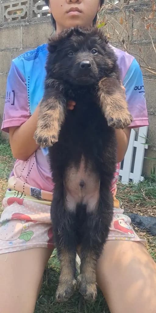 ลูกสุนัขเยอรมันเชพเพิร์ด ตัวผู้
