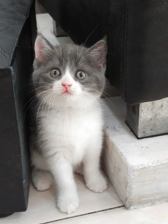 แมว scottish fold