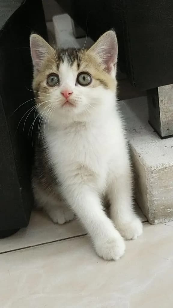 แมว scottish fold