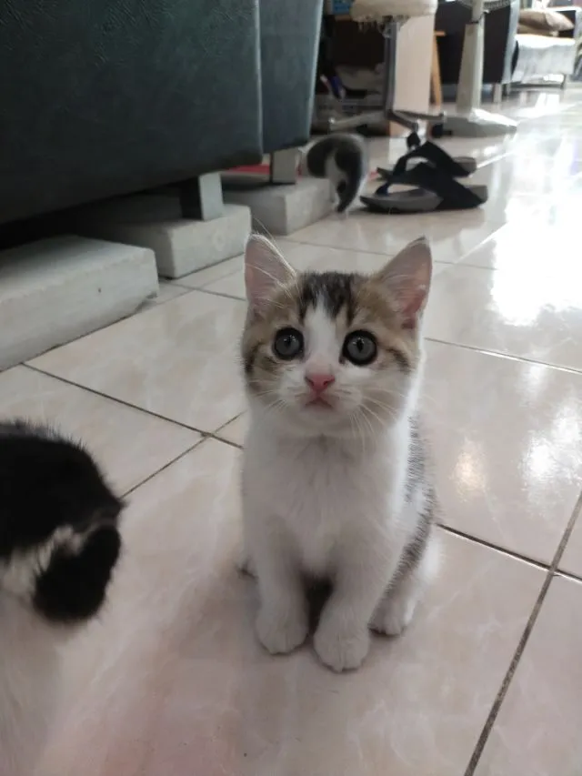 แมว scottish fold