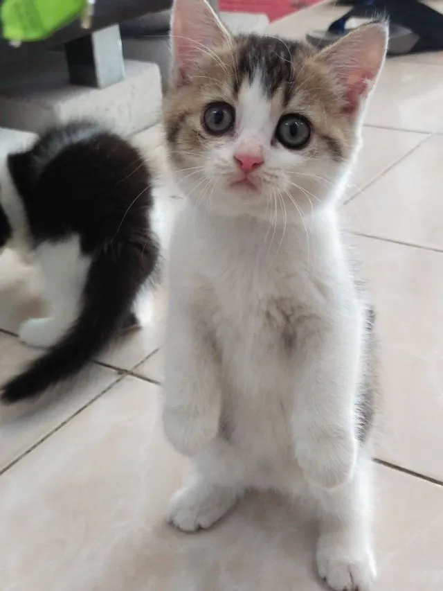 แมว scottish fold