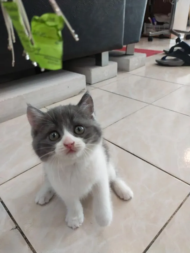 แมว scottish fold