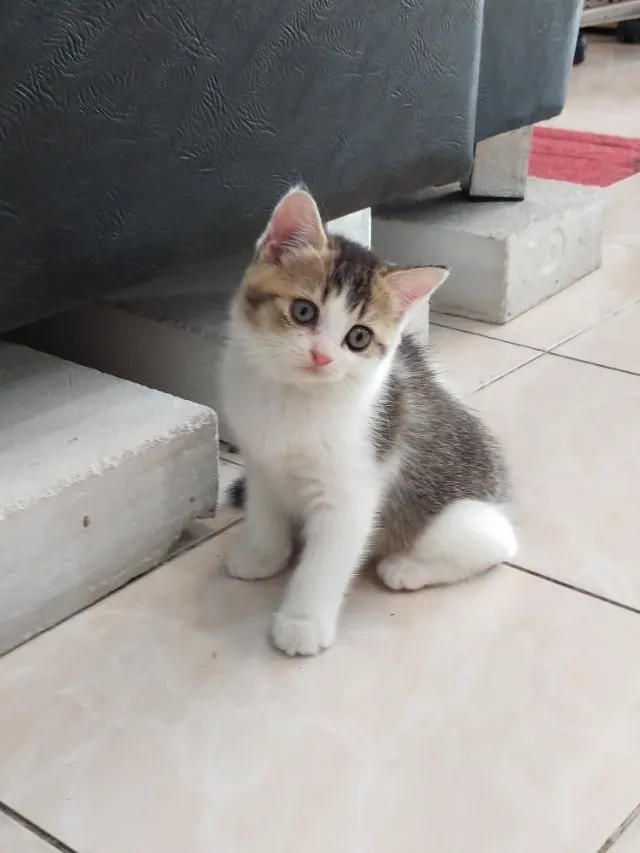แมว scottish fold