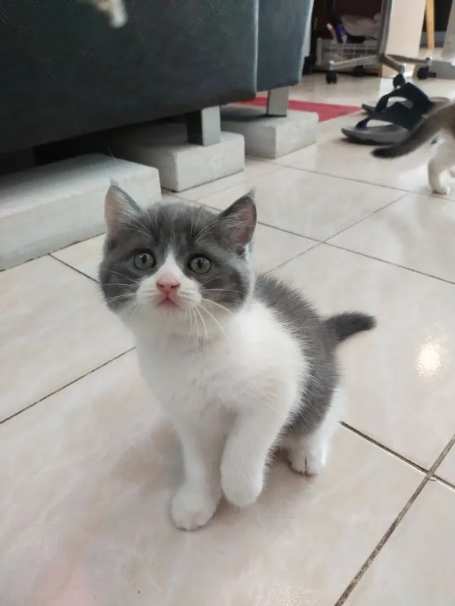 แมว scottish fold