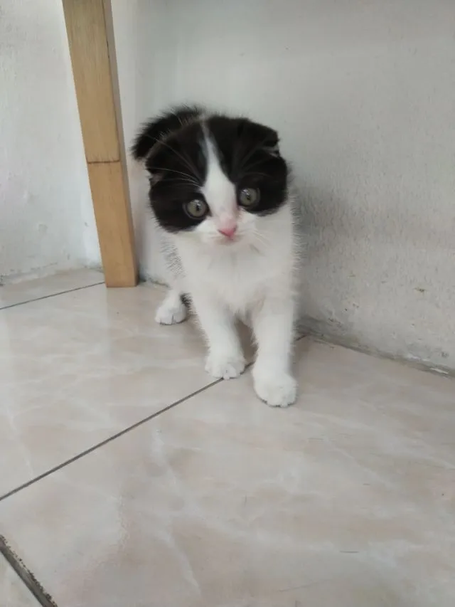 แมว scottish fold