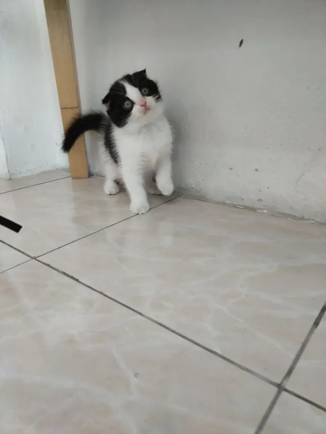 แมว scottish fold