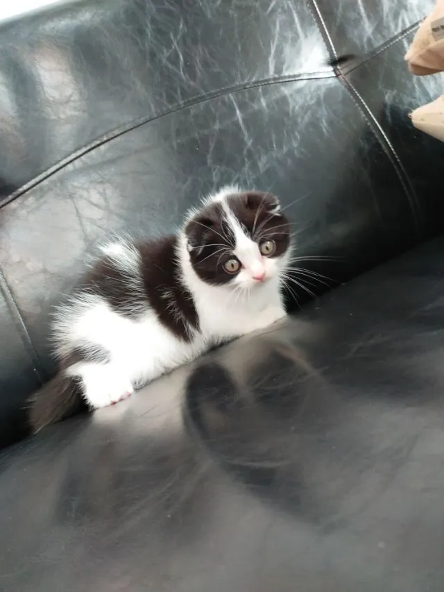แมว scottish fold