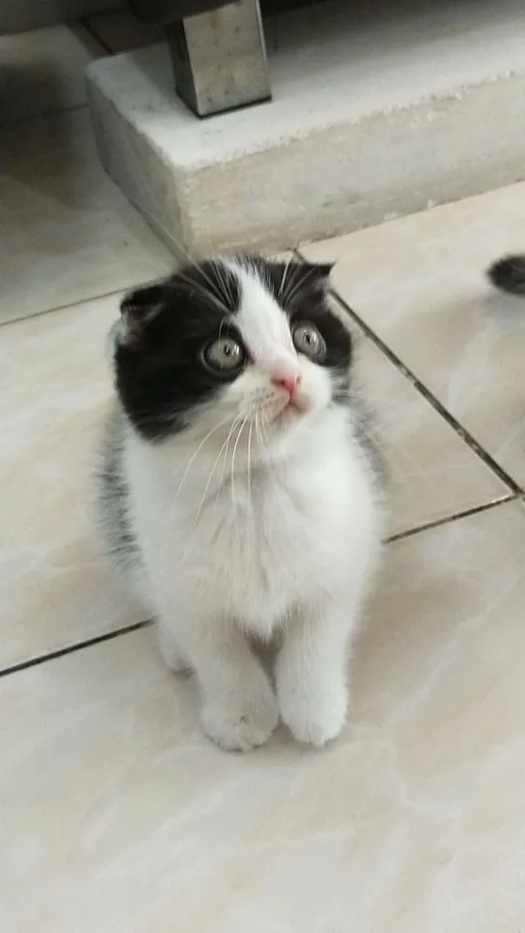 แมว scottish fold