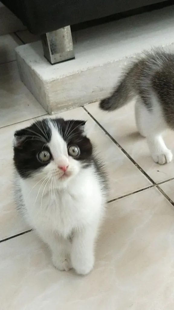 แมว scottish fold