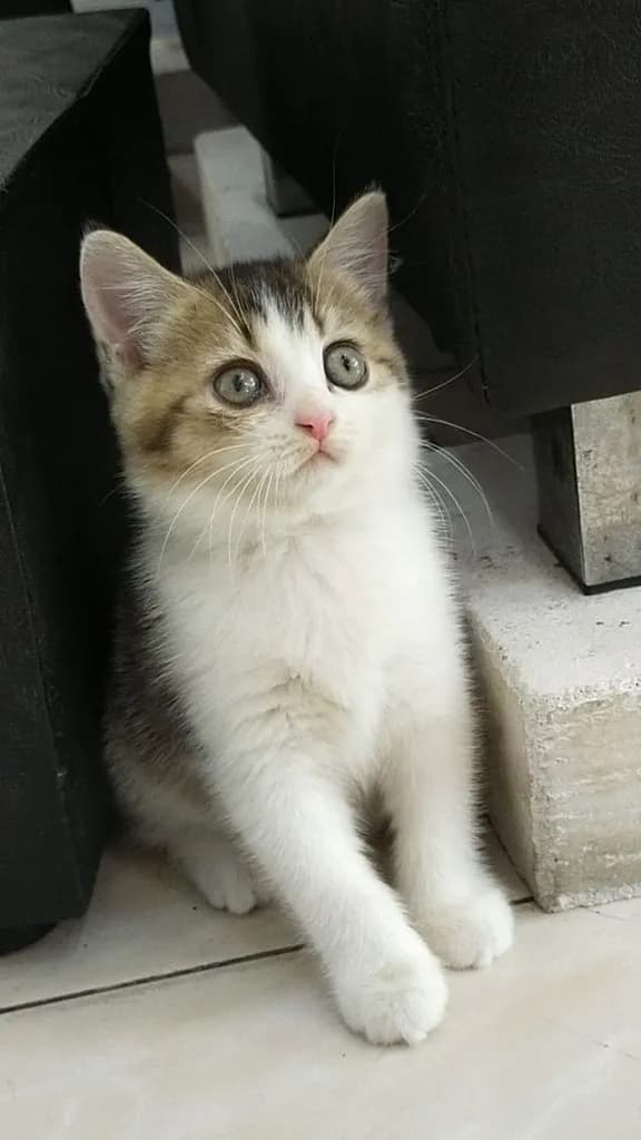 แมว scottish fold