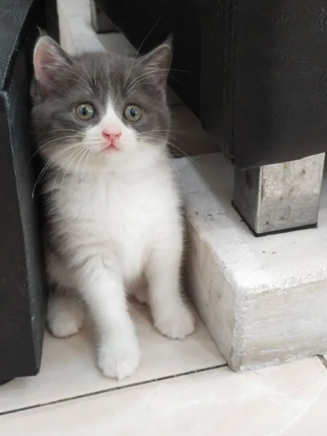 แมว scottish fold