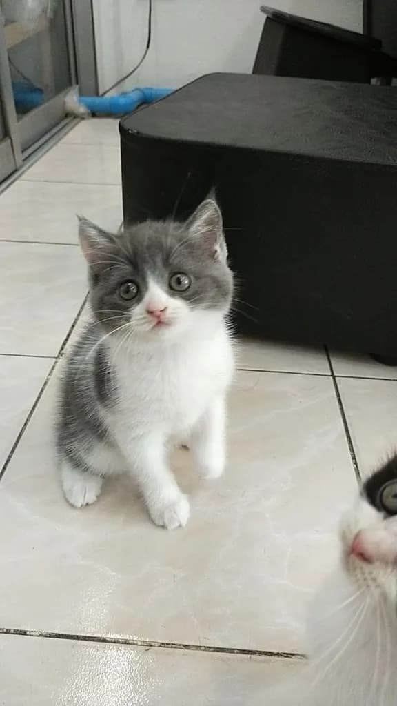 แมว scottish fold