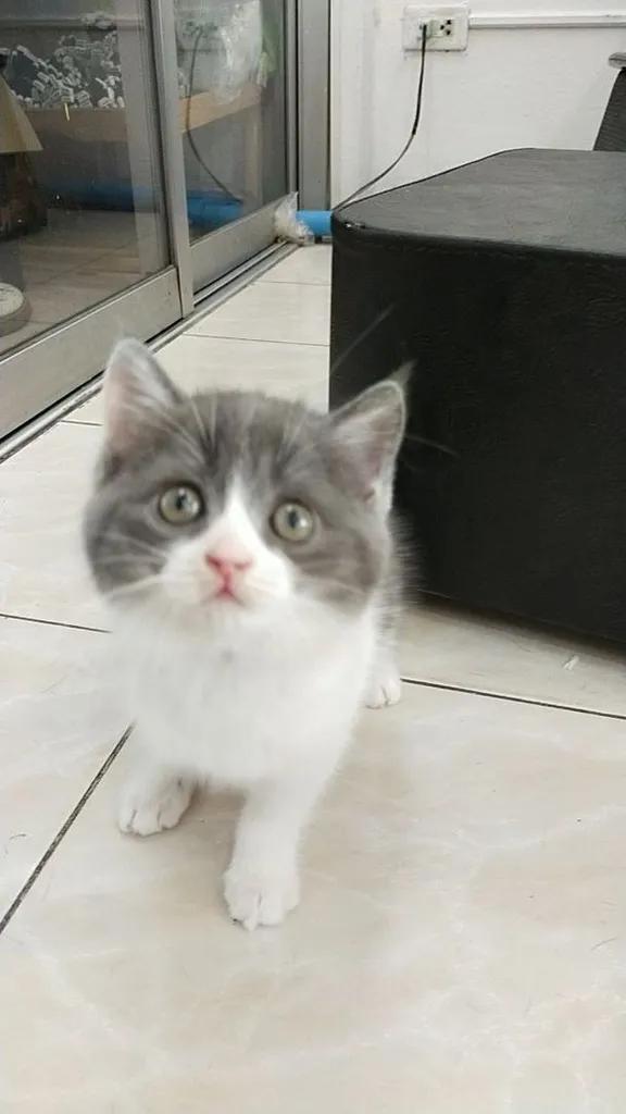 แมว scottish fold