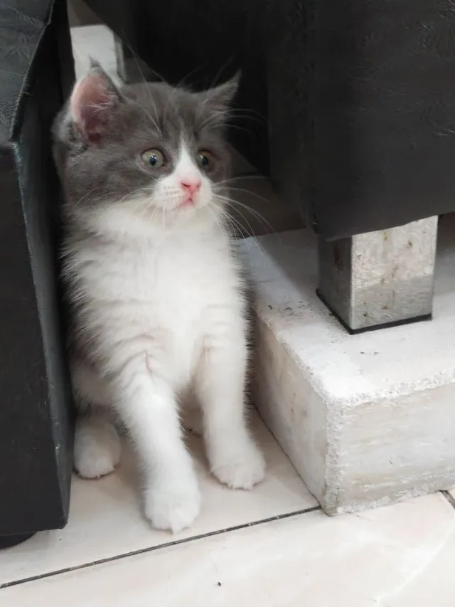 แมว scottish fold