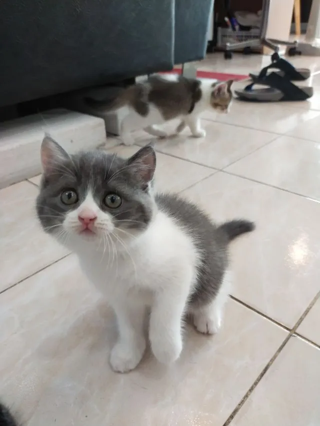 แมว scottish fold