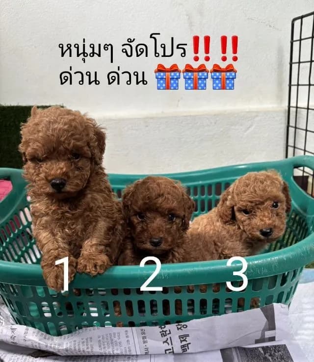 จัดโปร นาทีทอง พุดเดิ้ลทอยสวยๆ