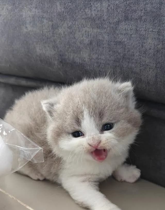 ลูกแมวบริติชช็อตแฮร์
