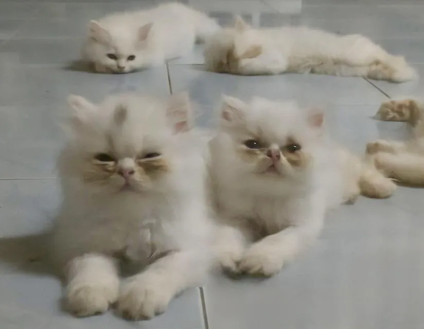 แมวเปอร์เซียแท้หน้าบี้หน้าหล่น exotic