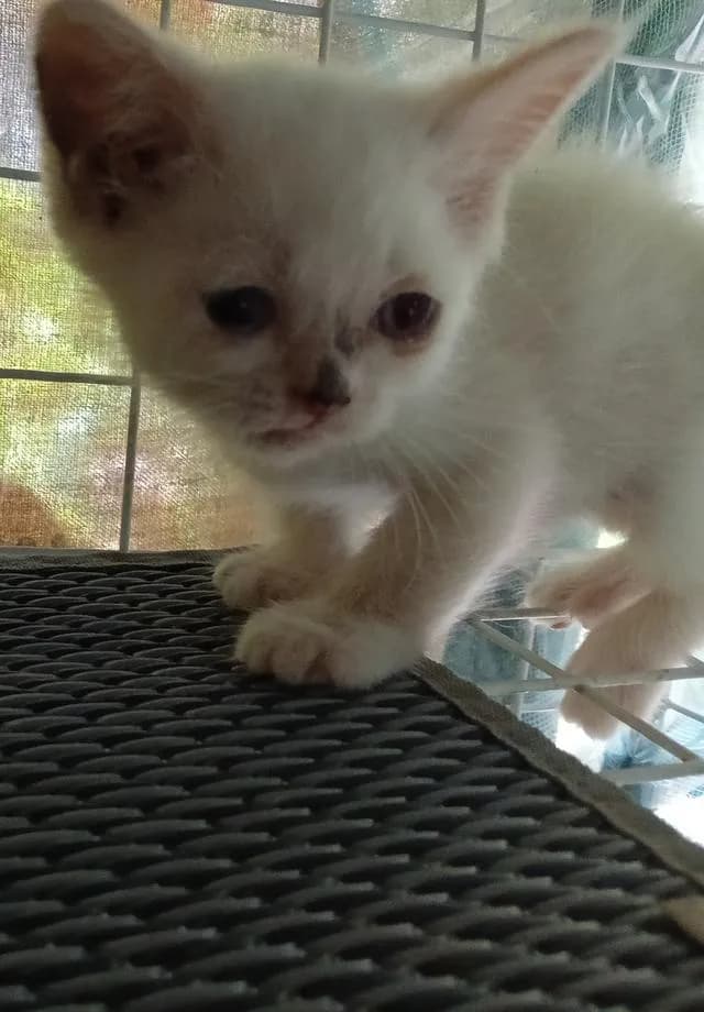 สก็อตติช เปอร์เซีย ตัวขาว น่ารัก
