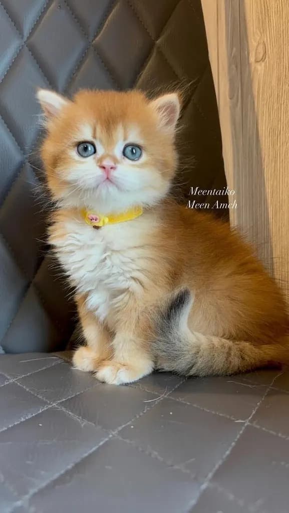 British longhair golden Girl
