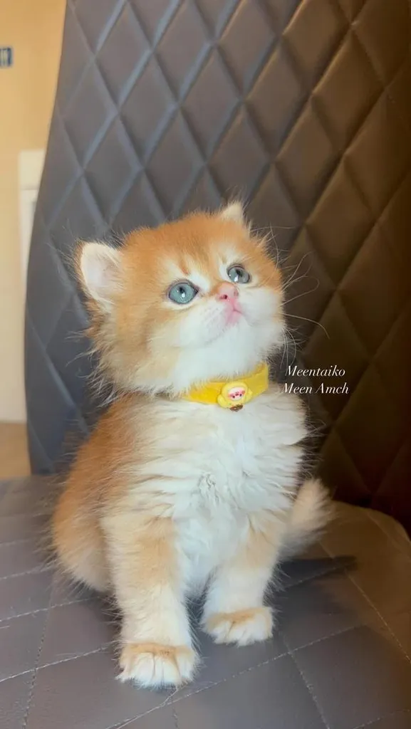 British longhair golden Girl