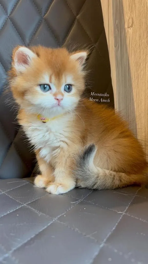 British longhair golden Girl