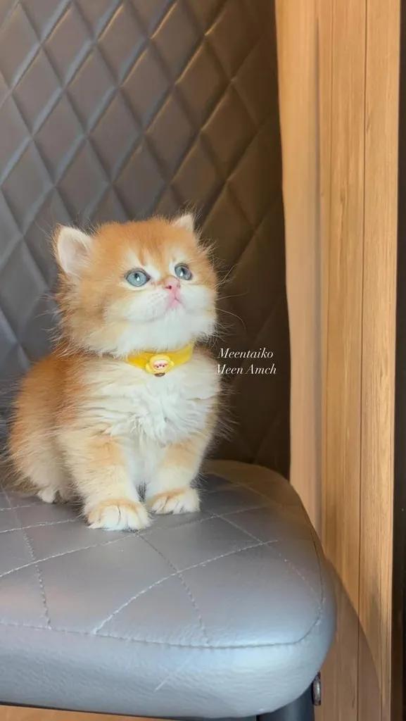 British longhair golden Girl