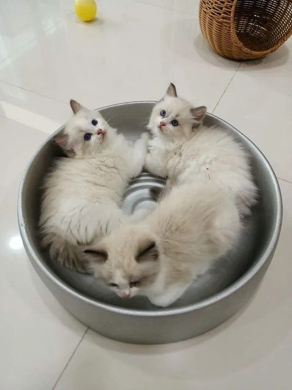 ragdoll