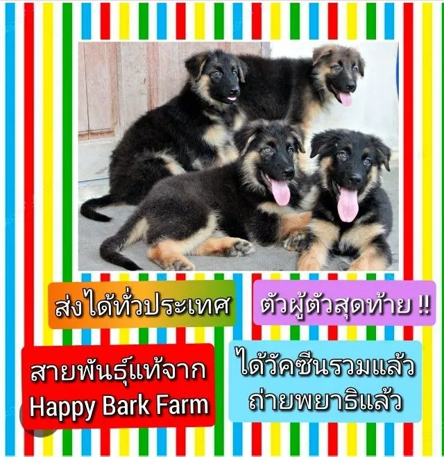 หมา สุนัข เยอรมันเชพเพิร์ด สายพันธุ์แท้จากฟาร์ม k9 พันธุ์ใหญ่ ส่งได้ทั่วประเทศ ตัวผู้ ตัวเมีย