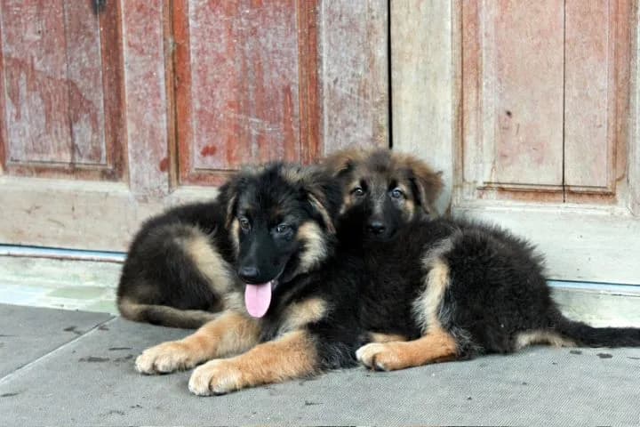 หมา สุนัข เยอรมันเชพเพิร์ด สายพันธุ์แท้จากฟาร์ม k9 พันธุ์ใหญ่ ส่งได้ทั่วประเทศ ตัวผู้ ตัวเมีย