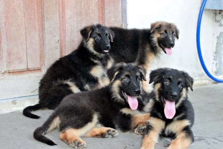 หมา สุนัข เยอรมันเชพเพิร์ด สายพันธุ์แท้จากฟาร์ม k9 พันธุ์ใหญ่ ส่งได้ทั่วประเทศ ตัวผู้ ตัวเมีย