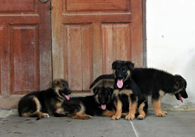 หมา สุนัข เยอรมันเชพเพิร์ด สายพันธุ์แท้จากฟาร์ม k9 พันธุ์ใหญ่ ส่งได้ทั่วประเทศ ตัวผู้ ตัวเมีย