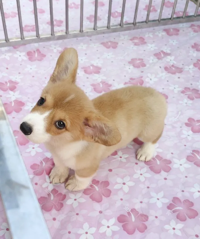 คอร์กี้ พร้อมย้ายบ้านครับ