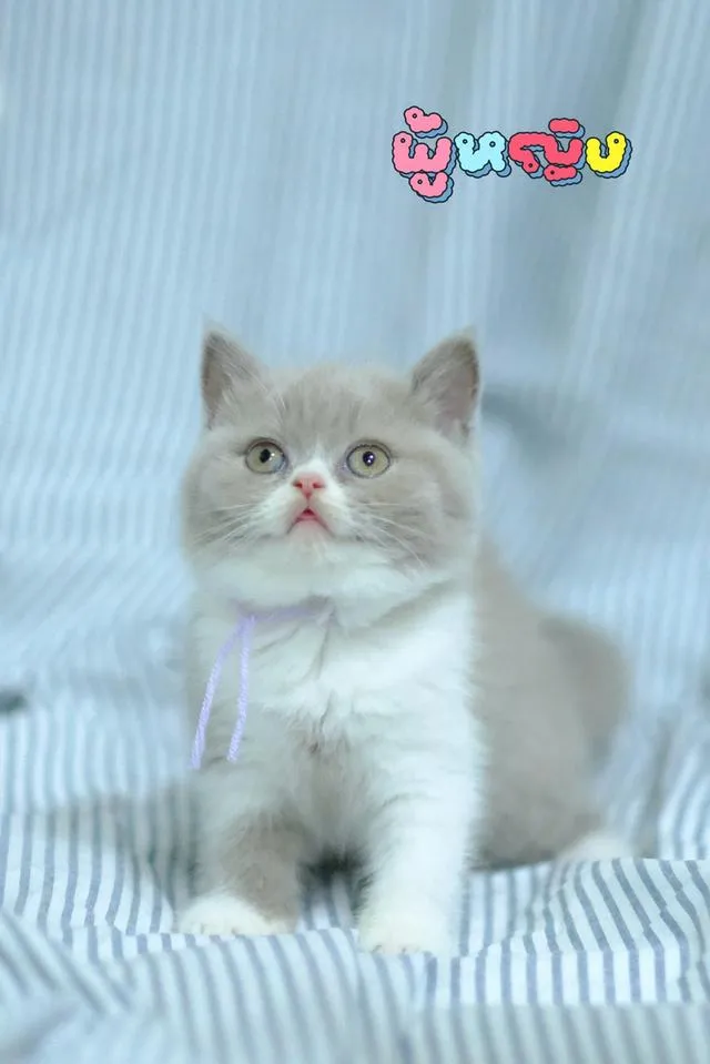ลูกแมวบริติช ช็อตแฮร์