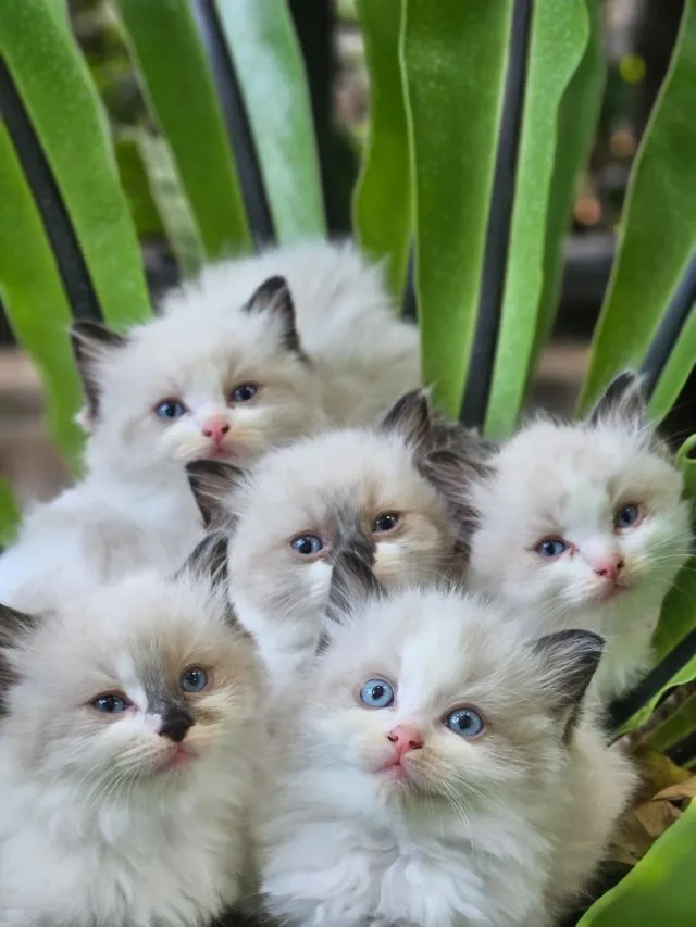 Ragdoll แท้ โครงสร้างใหญ่ ราคา 20,000-45,000
