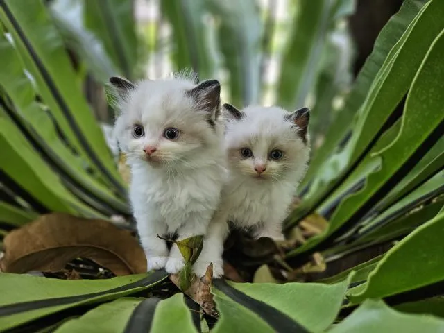 Ragdoll แท้ โครงสร้างใหญ่ ราคา 20,000-45,000