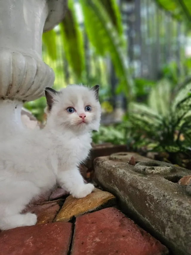 Ragdoll แท้ โครงสร้างใหญ่ ราคา 20,000-45,000