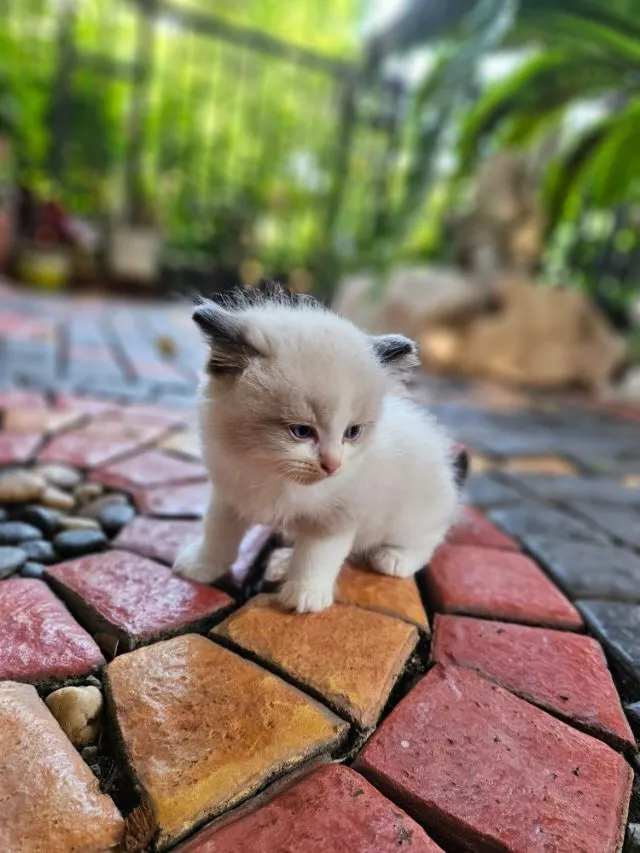 Ragdoll แท้ โครงสร้างใหญ่ ราคา 20,000-45,000