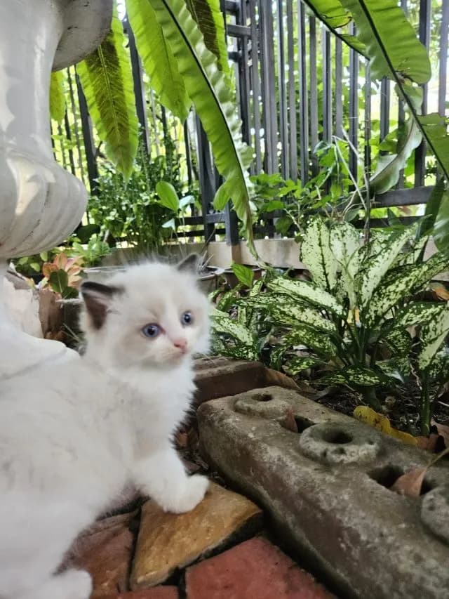 Ragdoll แท้ โครงสร้างใหญ่ ราคา 20,000-45,000