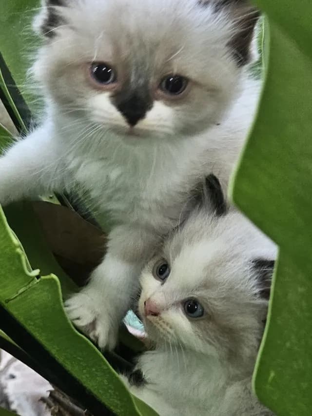 Ragdoll แท้ โครงสร้างใหญ่ ราคา 20,000-45,000