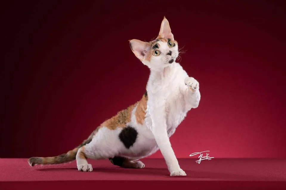 Devon Rex two sweet girls