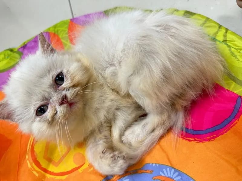 แจกฟรีลูกแมว