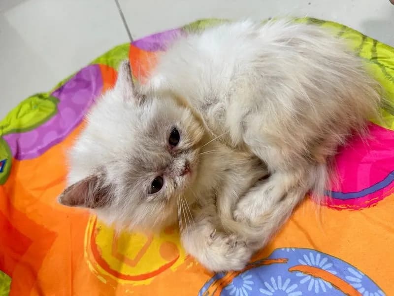 แจกฟรีลูกแมว