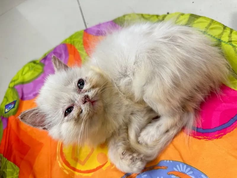 แจกฟรีลูกแมว