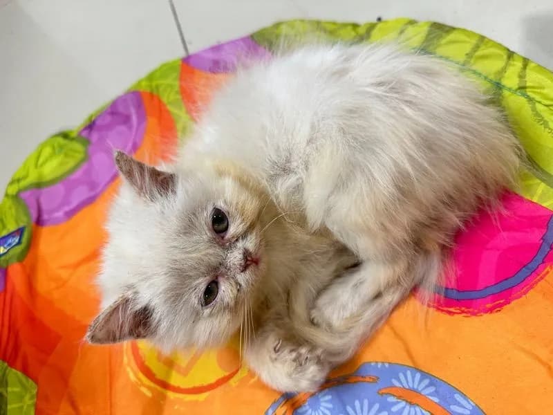 แจกฟรีลูกแมว