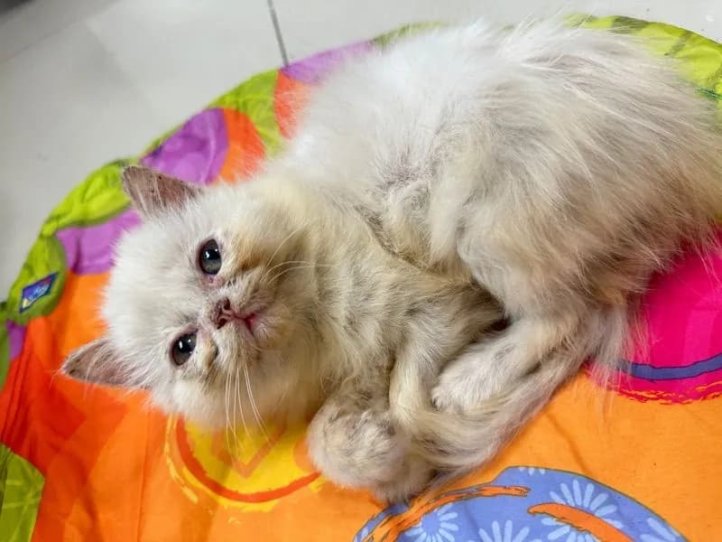 แจกฟรีลูกแมว