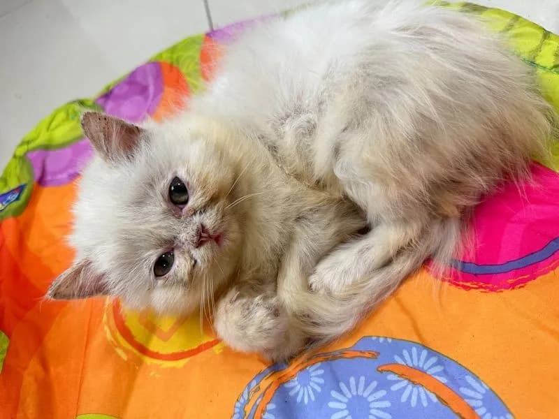 แจกฟรีลูกแมว
