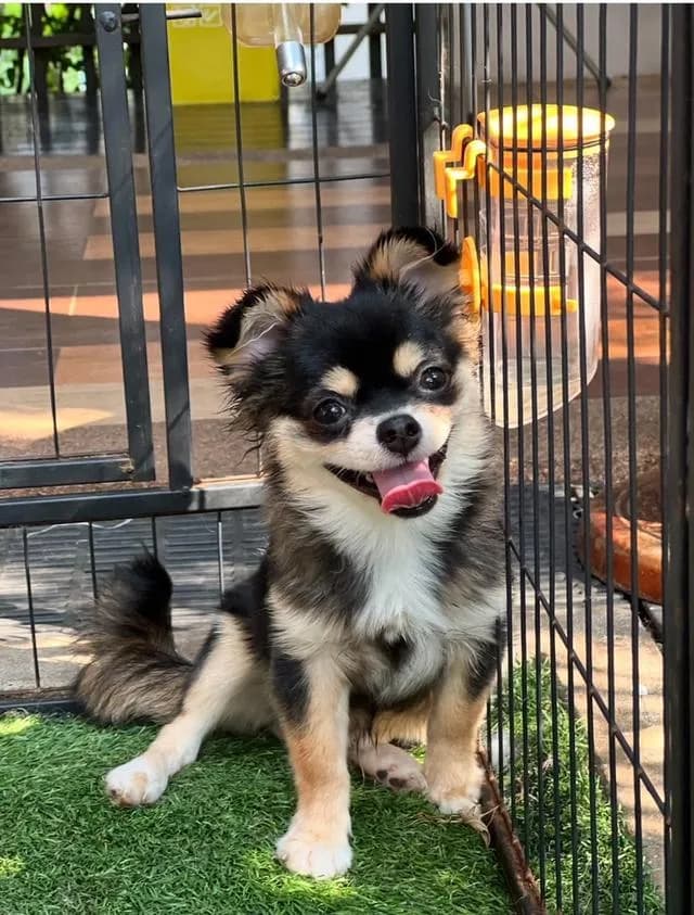 สุนัขชิวาว่าขนยาวมาร์คไซ
